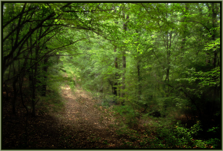 photo "***" tags: landscape, forest
