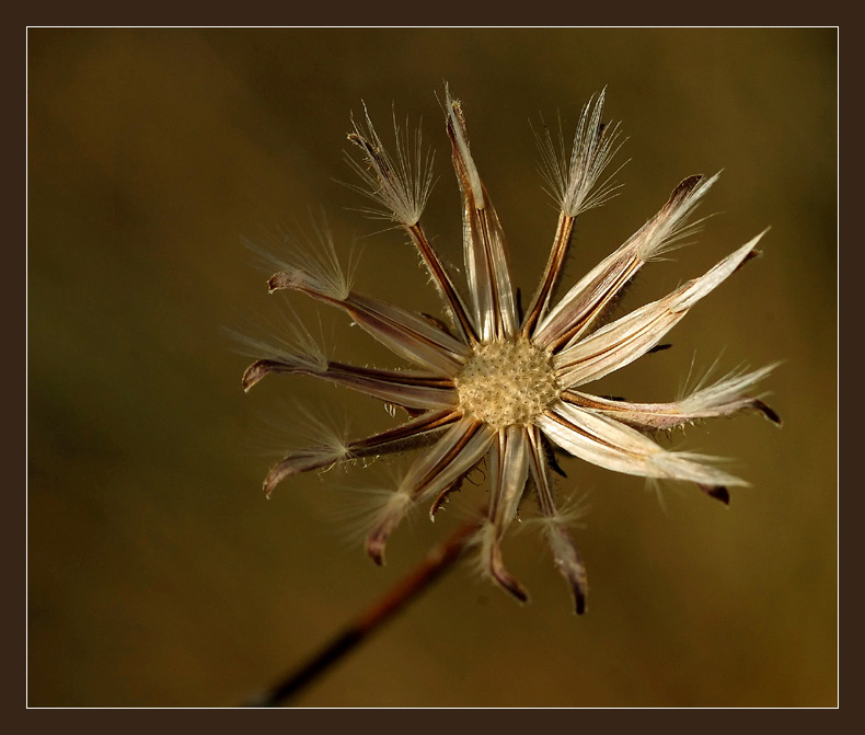 photo "End of Summer" tags: macro and close-up, 