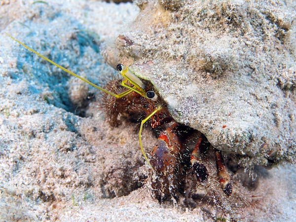 photo "Glance" tags: underwater, 