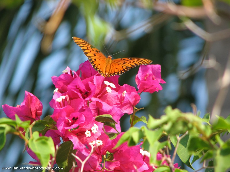 photo "***" tags: nature, insect