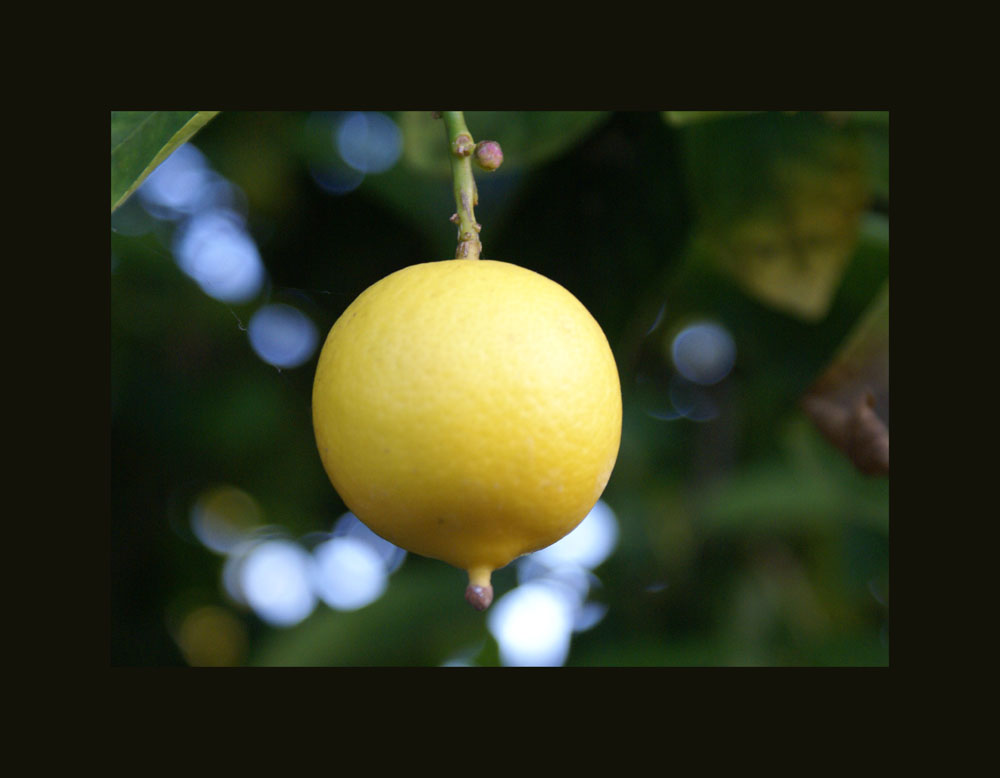 photo "Lemon Drop" tags: landscape, 