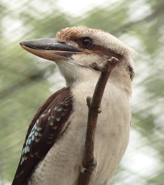 photo "Kookabura" tags: nature, macro and close-up, wild animals