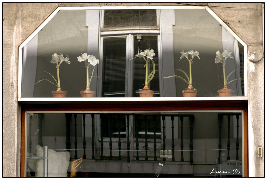 photo "Window with flouwers" tags: nature, still life, flowers