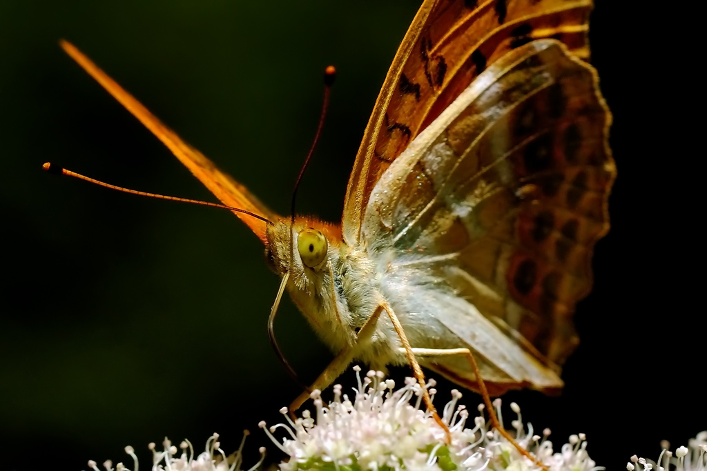 фото "Look" метки: природа, насекомое