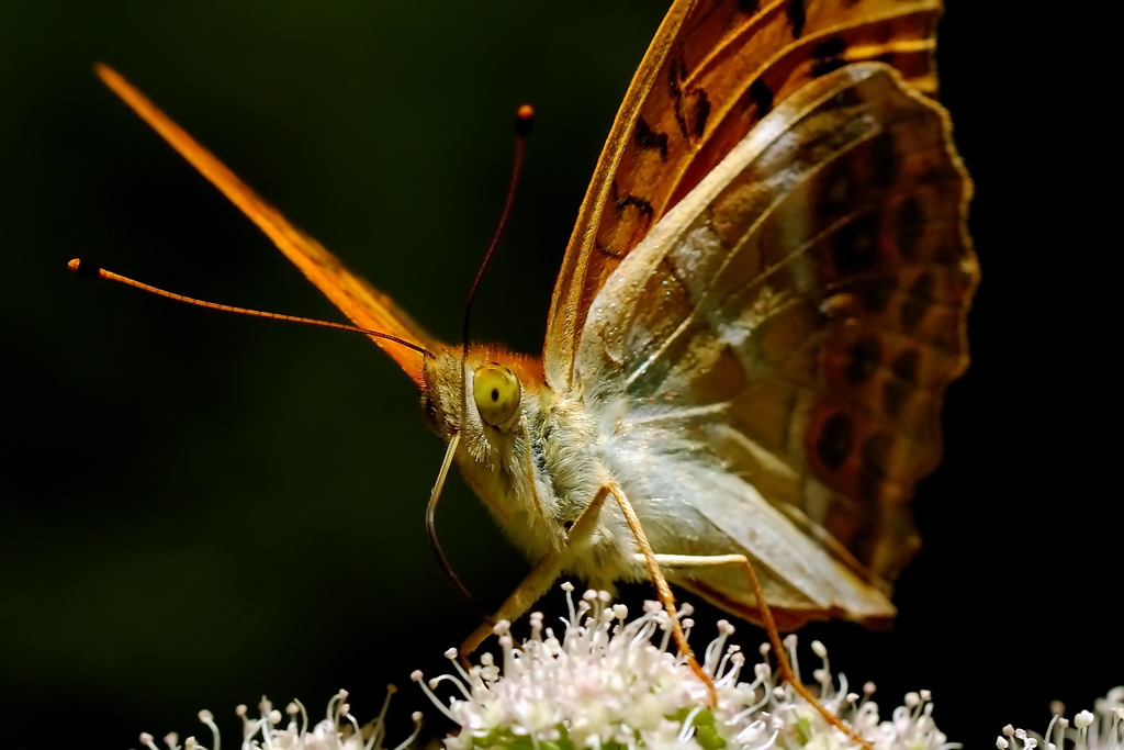 photo "Look" tags: nature, insect