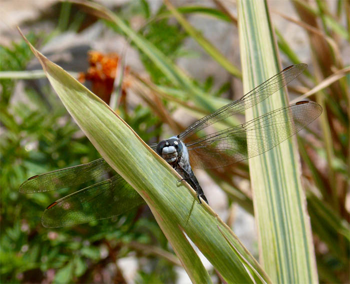 photo "***" tags: nature, insect