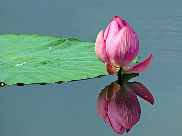 photo "lotus" tags: nature, flowers