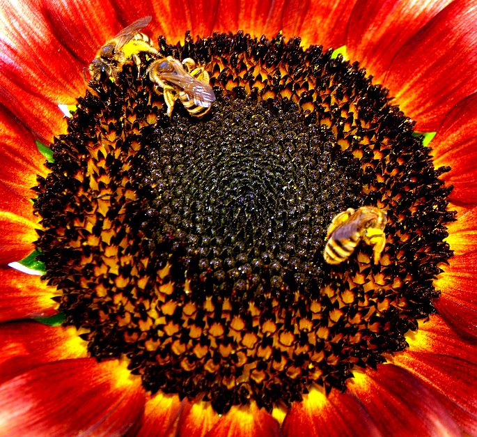фото "Nature workers..." метки: природа, 