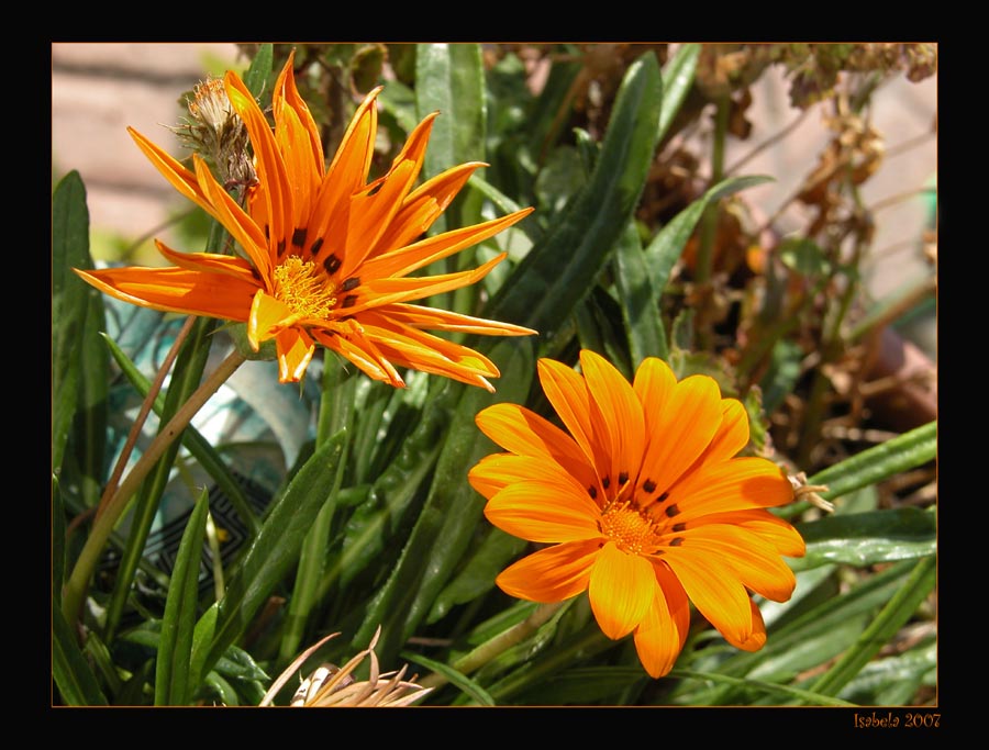 photo "Generations" tags: nature, flowers