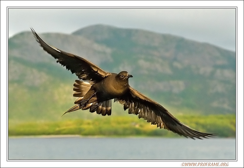 photo "Arctic Skua" tags: nature, wild animals