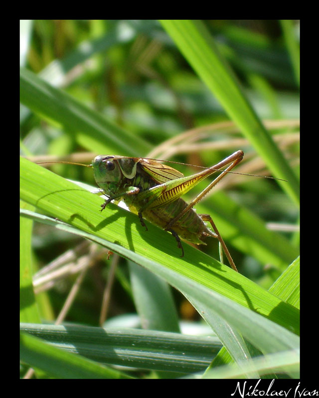 photo "***" tags: nature, insect