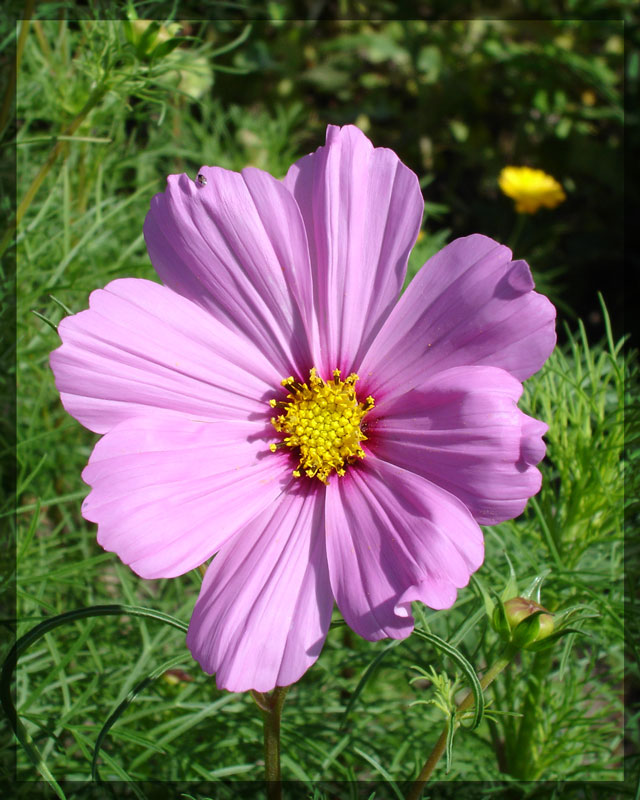 photo "***" tags: nature, flowers