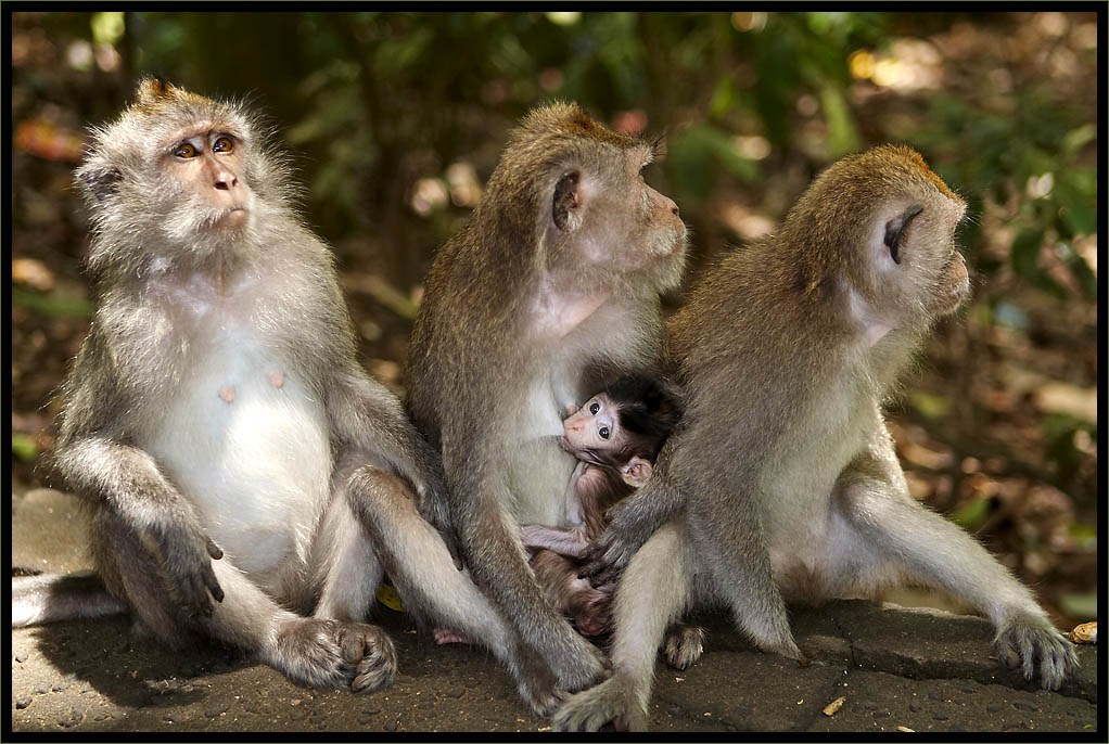 фото "A family" метки: природа, жанр, дикие животные