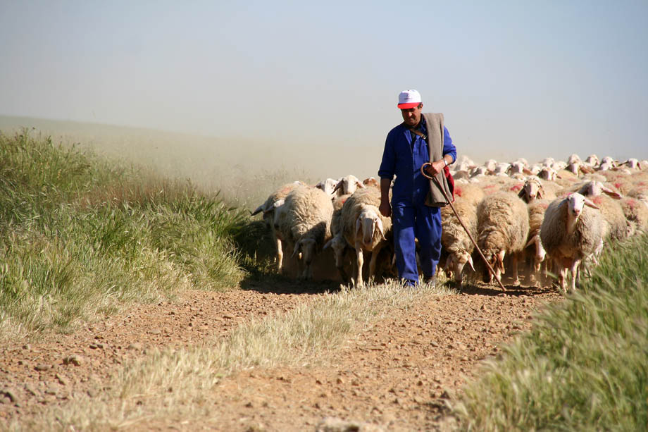 photo "Shepherd near Calzadilla de la Cueza" tags: landscape, nature, pets/farm animals