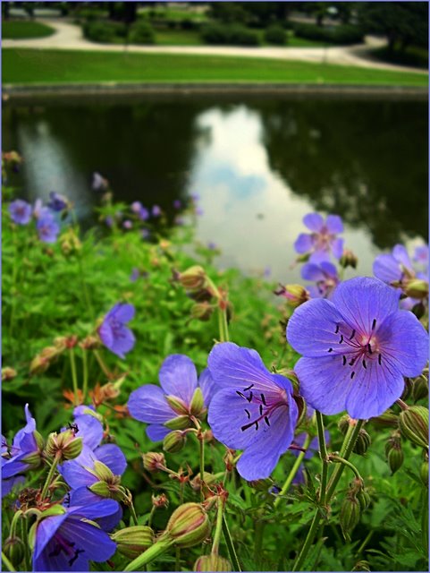 photo "***" tags: nature, flowers