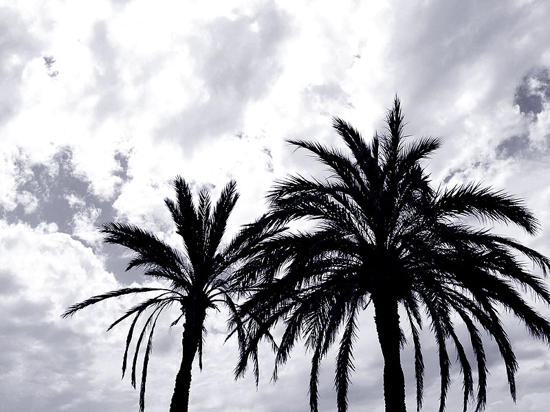 фото "Пальмы на фоне неба" метки: , 