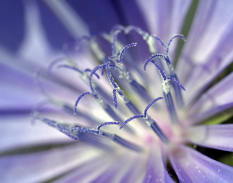 photo "A chicory flower shot point-blank" tags: macro and close-up, 