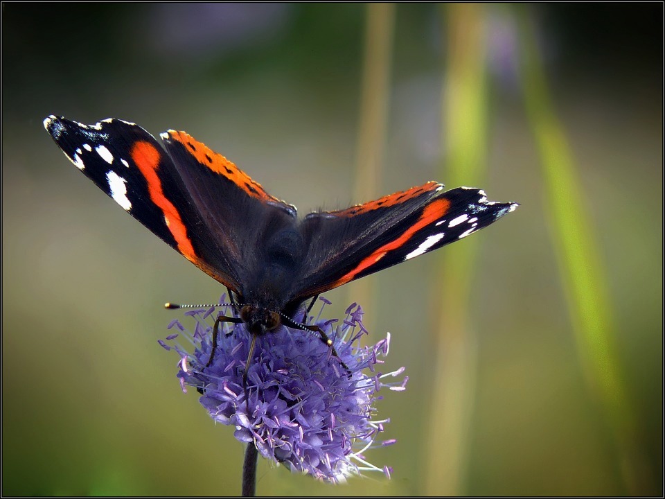 photo "Admiral" tags: macro and close-up, nature, insect