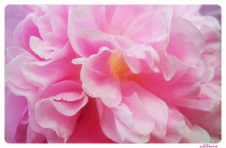 photo "Pink wavws" tags: nature, genre, flowers