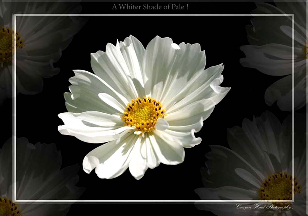 фото "A whiter shade of pale !" метки: природа, цветы