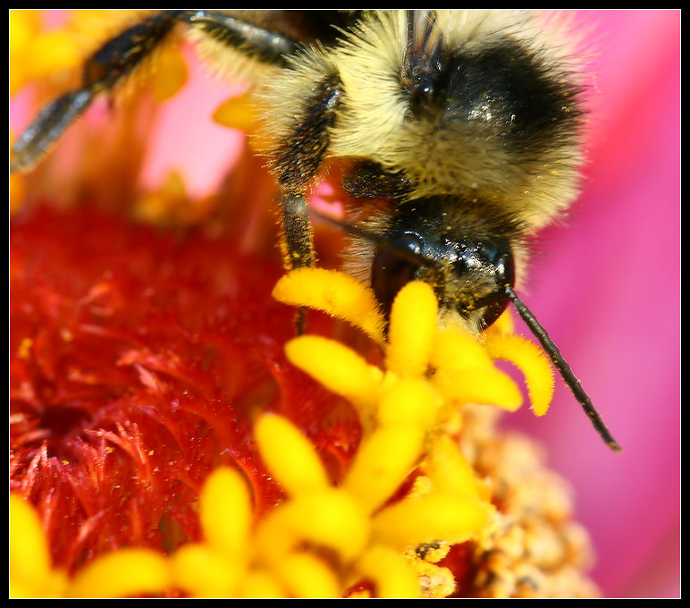 photo "Макро" tags: macro and close-up, misc., 