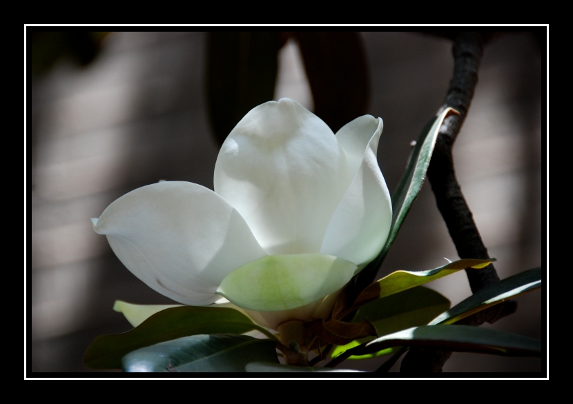 photo "Magnolia" tags: nature, flowers