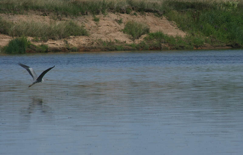 photo "Grey heron" tags: nature, wild animals