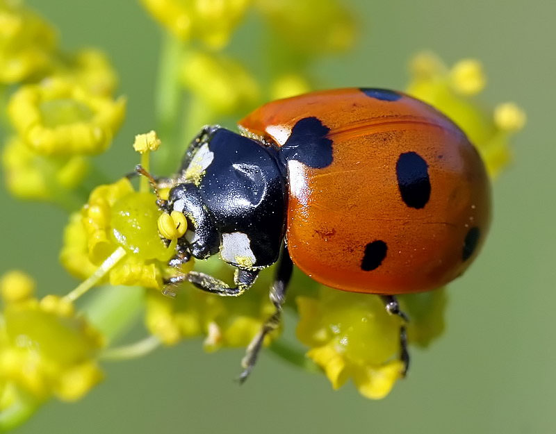 photo "A road accident victim" tags: macro and close-up, 