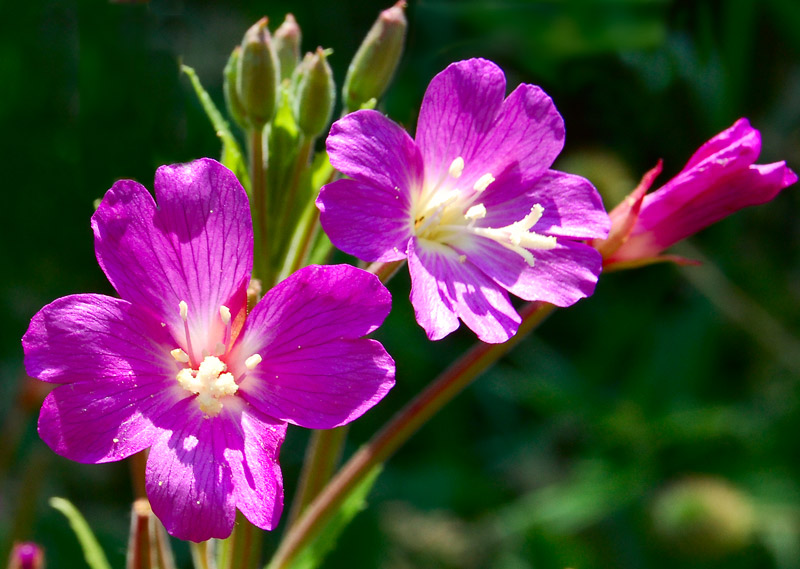 photo "***" tags: nature, macro and close-up, flowers