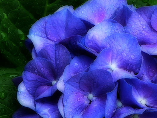 фото "Hydrangea in the Rain" метки: природа, цветы