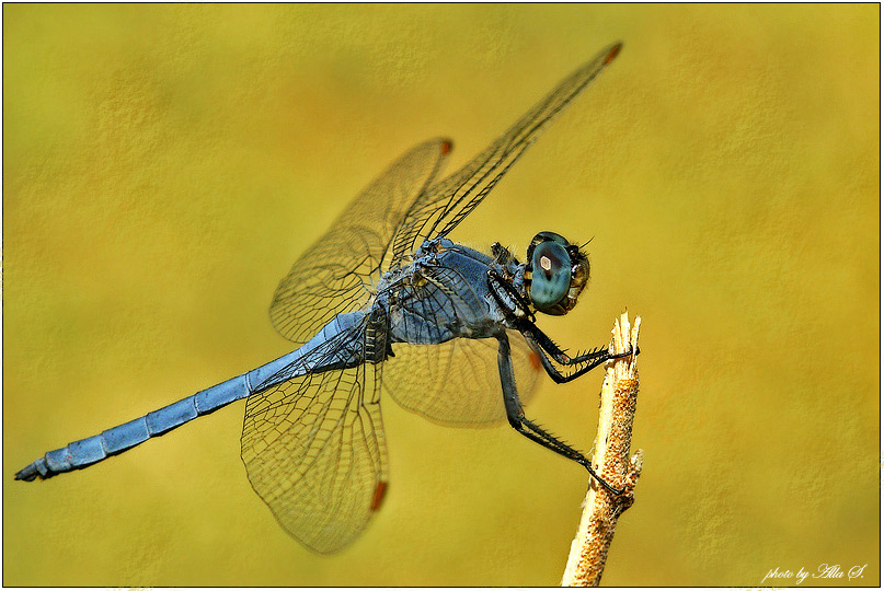 фото "Голубая стрекоза" метки: природа, макро и крупный план, насекомое