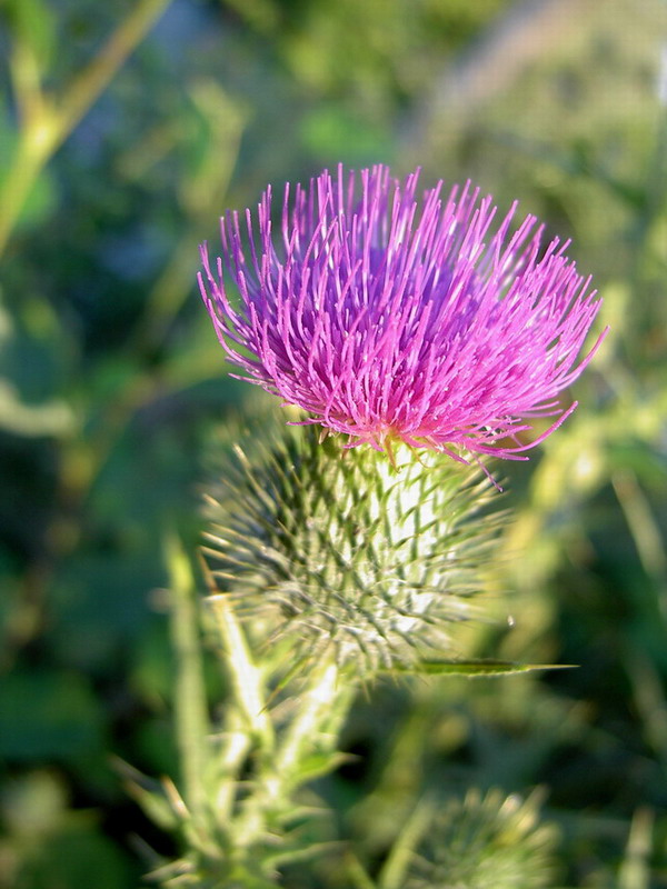 photo "The thistle" tags: nature, macro and close-up, flowers