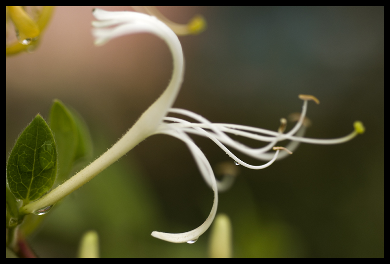 photo "Hand" tags: nature, flowers