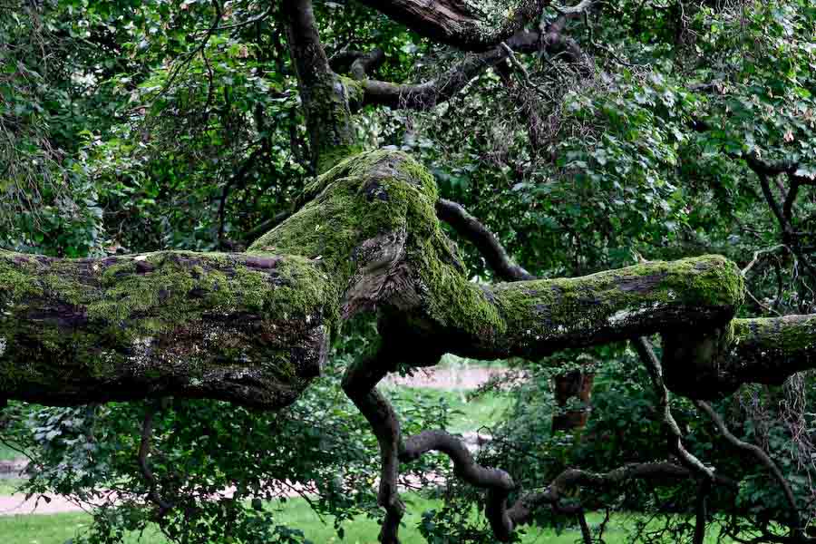 photo "Old forest" tags: landscape, forest