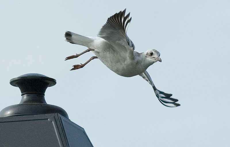 photo "Plunger" tags: nature, wild animals