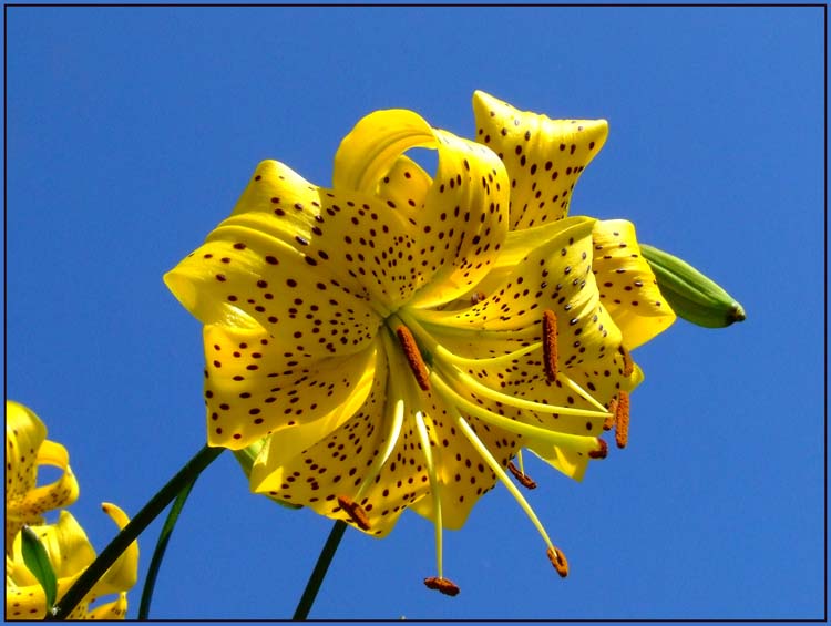фото "лилия" метки: природа, цветы