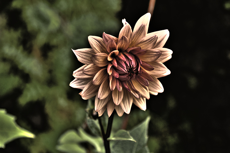 photo "DarkSide Garden" tags: nature, flowers