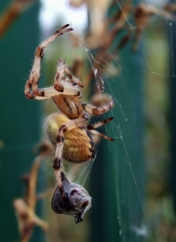 photo "***" tags: nature, macro and close-up, insect