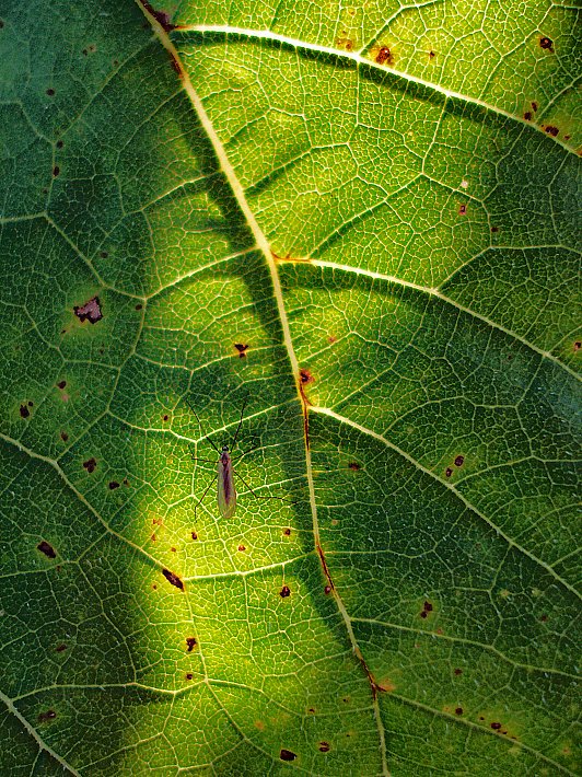 photo "***" tags: nature, macro and close-up, insect