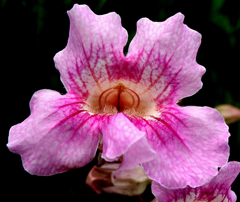 фото "Another Beautiful Flower ..." метки: природа, цветы