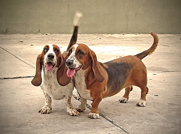 фото "Proud Shala and Lola" метки: природа, портрет, домашние животные