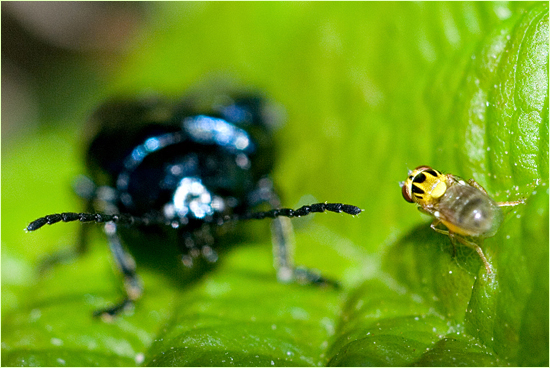 photo "***" tags: macro and close-up, 