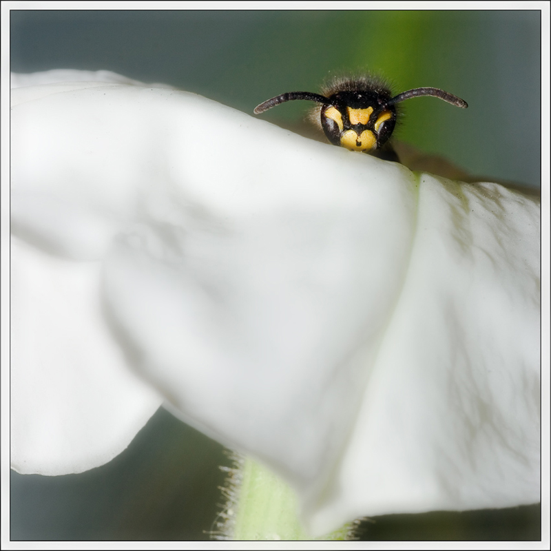 photo "***" tags: macro and close-up, nature, insect