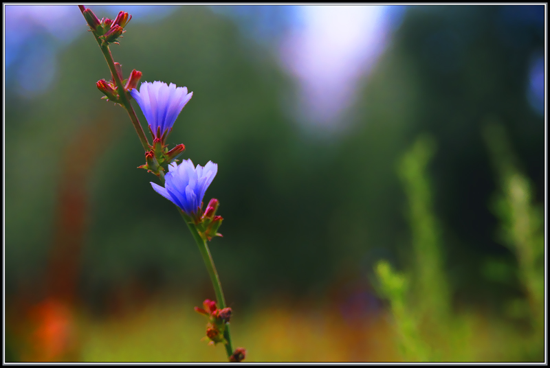 photo "Celestial Bells" tags: landscape, forest, summer