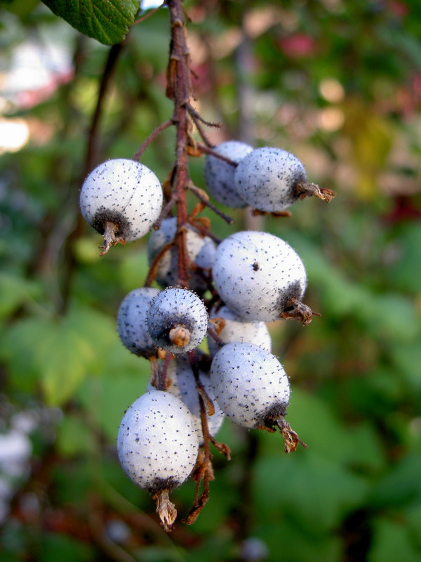 photo "i'd like to taste them" tags: nature, macro and close-up, 