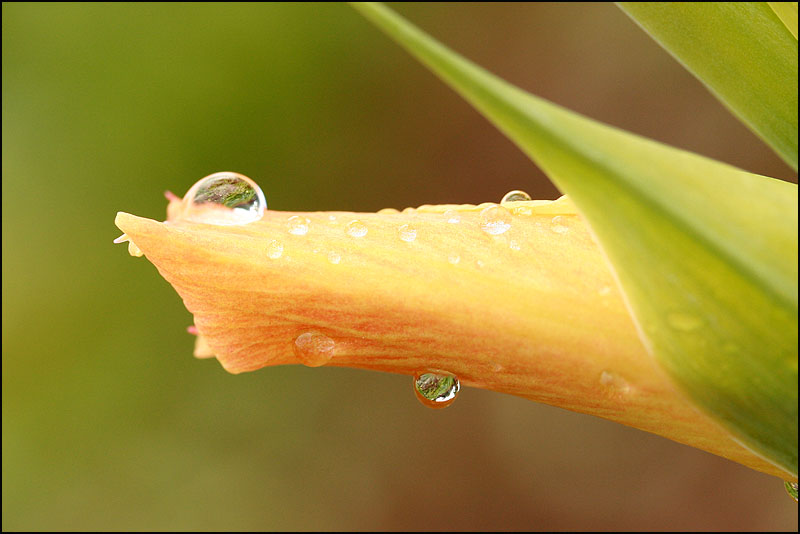 photo "***" tags: nature, macro and close-up, flowers