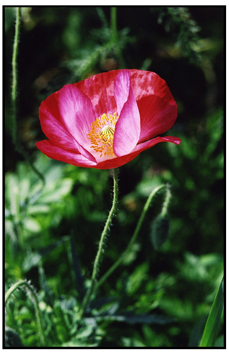 photo "***" tags: nature, flowers