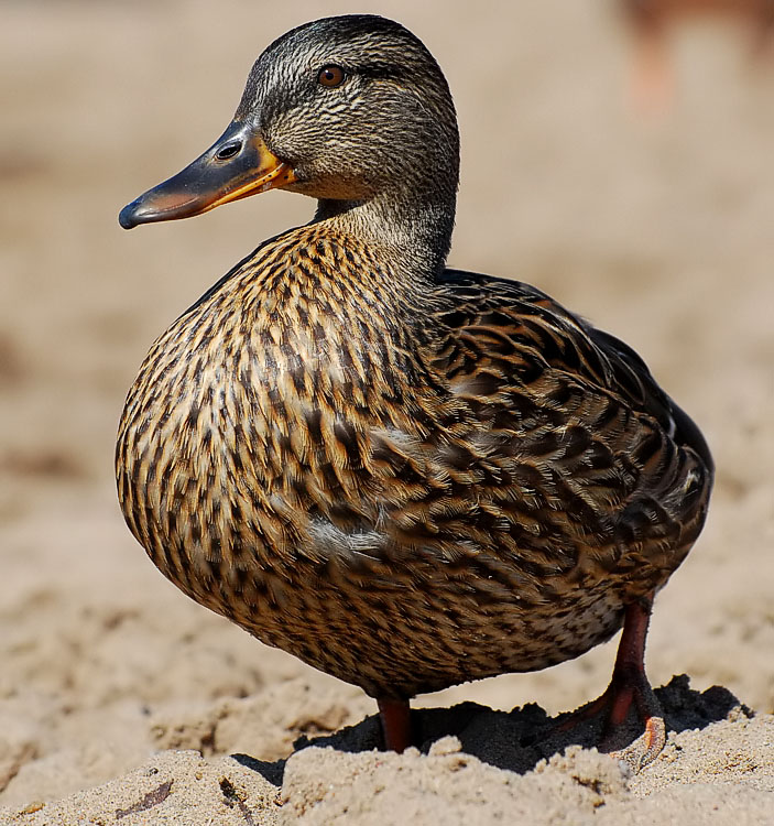 photo "Just another duck..." tags: nature, wild animals