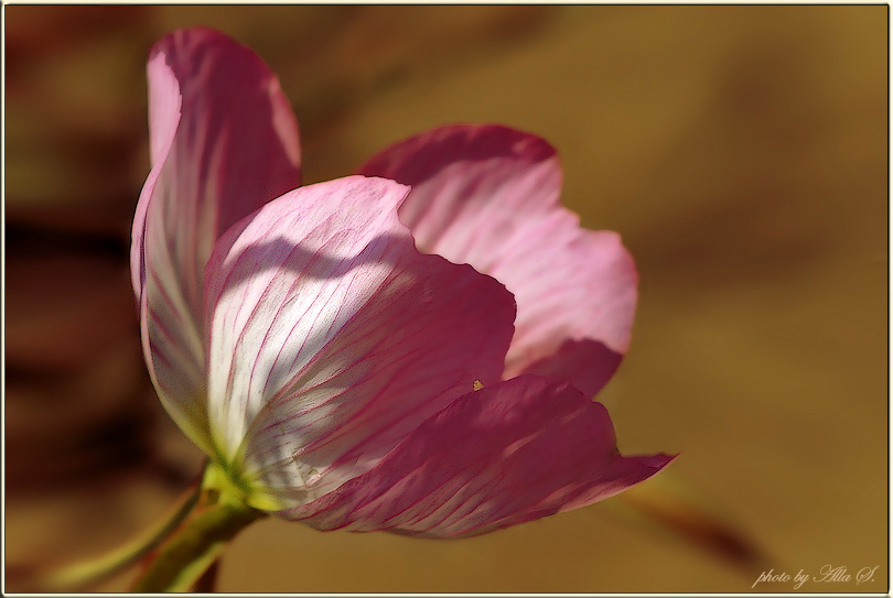 photo "***" tags: nature, flowers