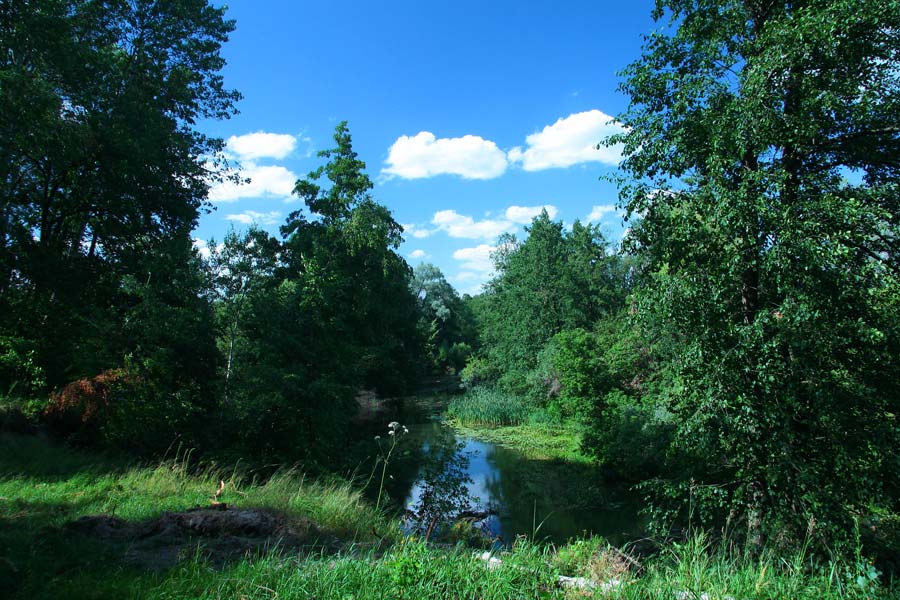 photo "***" tags: landscape, forest, summer